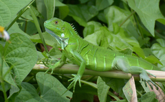 Iguana iguana image