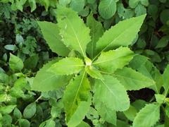 Magnoliopsida
