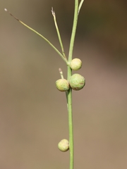 Antistrophus pisum