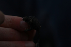 Orejas-Miranda Redbelly Toad photo 5