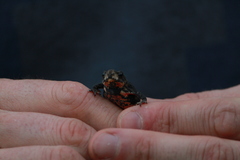 Orejas-Miranda Redbelly Toad photo 2
