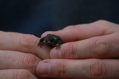 Orejas-Miranda Redbelly Toad photo 3