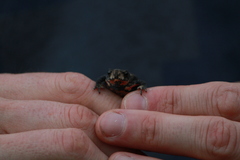 Orejas-Miranda Redbelly Toad photo 4