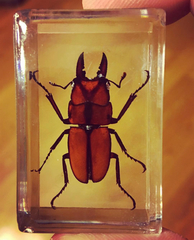 Prosopocoilus