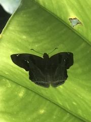 Odontoptilum angulata