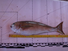 Caulolatilus princeps