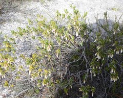 Conostephium pendulum
