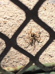 Menemerus semilimbatus