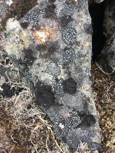 Umbilicaria torrefacta image