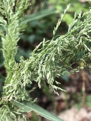 Eragrostis japonica