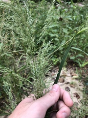 Eragrostis japonica