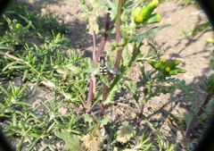 Austroscaeva occidentalis