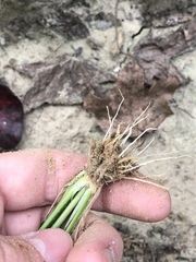 Eragrostis japonica