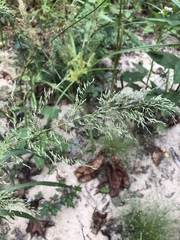 Eragrostis japonica