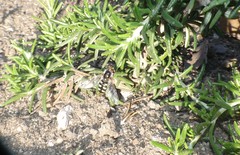 Austroscaeva occidentalis