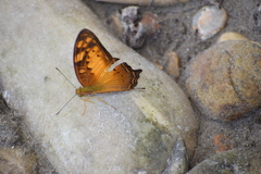 Vagrans sinha