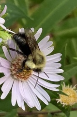 Bombus impatiens