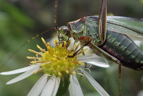Treetop Bush Katydid photo 2
