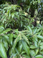 Pieris
