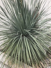 Dasylirion acrotrichum