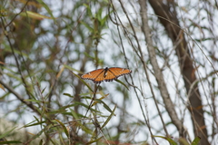 Limenitis archippus obsoleta