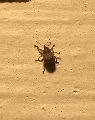 Lignyodes bischoffi