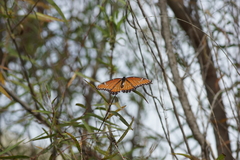 Limenitis archippus obsoleta