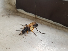 Sceliphron javanum petiolare