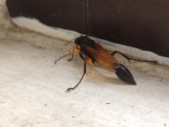 Sceliphron javanum petiolare