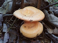 Lactarius thyinos