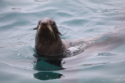 Northern Fur Seal