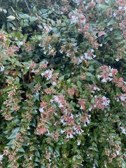 Abelia macrotera parvifolia