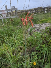 Aloe × commutata