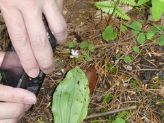 Burmannia championii