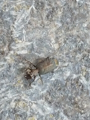 Scopodes