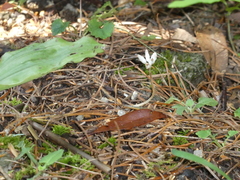 Burmannia championii