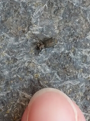 Scopodes