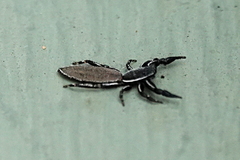 Holoplatys lhotskyi