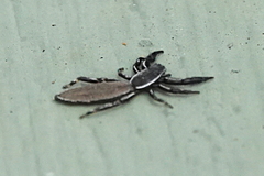 Holoplatys lhotskyi