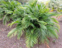 Cascade Palm (Chamaedorea cataractarum)