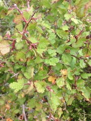 Ribes tortuosum