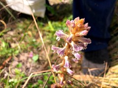 Orobanche minor