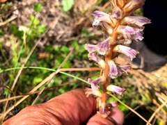 Orobanche minor
