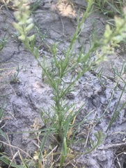 Lepidium auriculatum