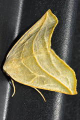Bagisarinae