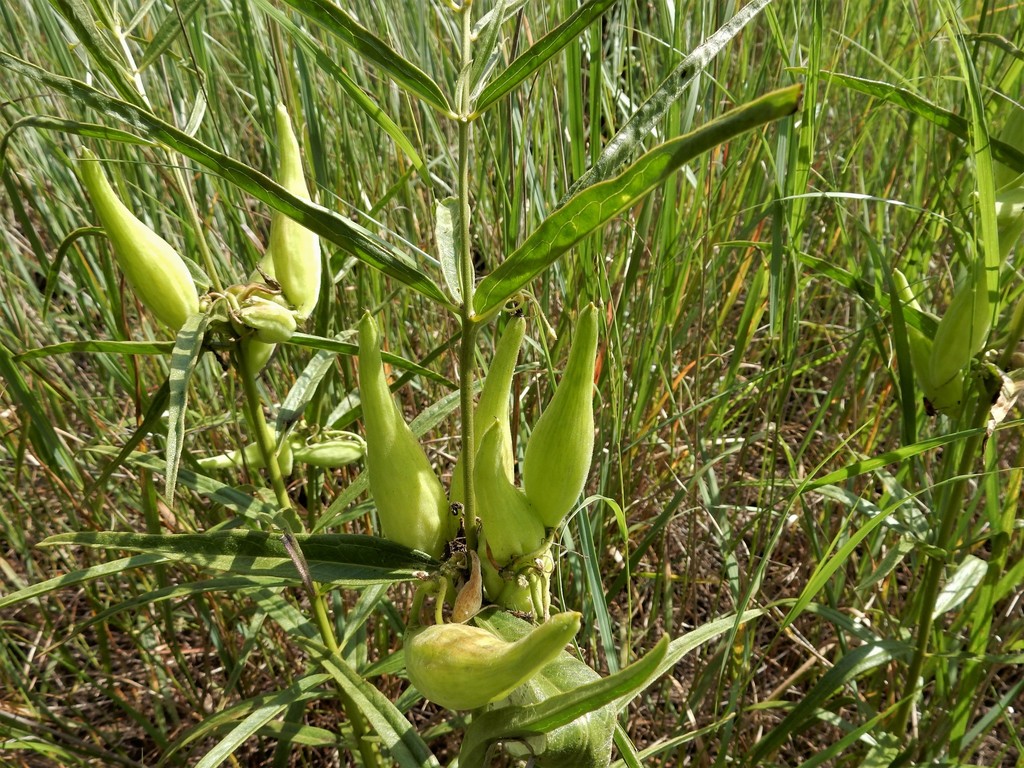 tall green milkweed in August 2017 by John Scholze. Found on the outer ...