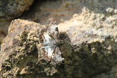 Chiomara georgina georgina