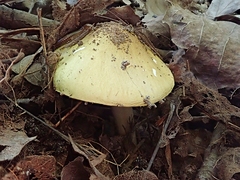 Tricholoma intermedium