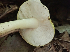 Tricholoma intermedium