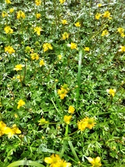 Ranunculus gmelinii purshii